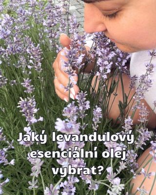 Která levandule je tvůj favorit? Napiš mi do komentáře. A/ divoká B/ klasická C/ z řady + #levandule #esencialnioleje...